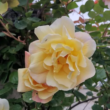 D'hotes Des Princes De Bel Air