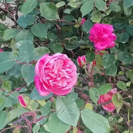 D'hotes Des Princes De Bel Air לודה